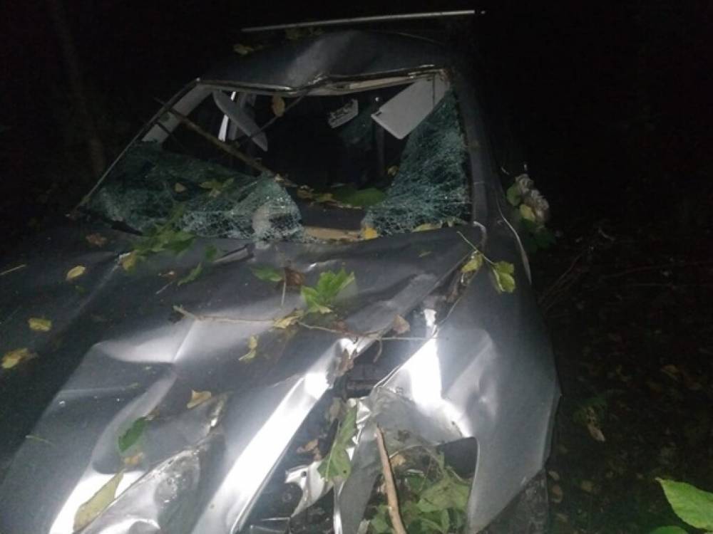 В Винницкой области рухнувшее на машину дерево убило водителя