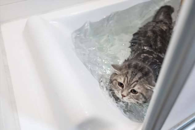 Ванна для любимицы: можно ли купать кошек, и с какой периодичностью надо это делать? (3 фото)