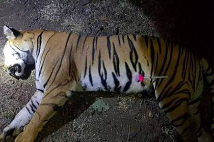 Неуловимый тигр убил восемь человек и месяцами скрывался в лесу