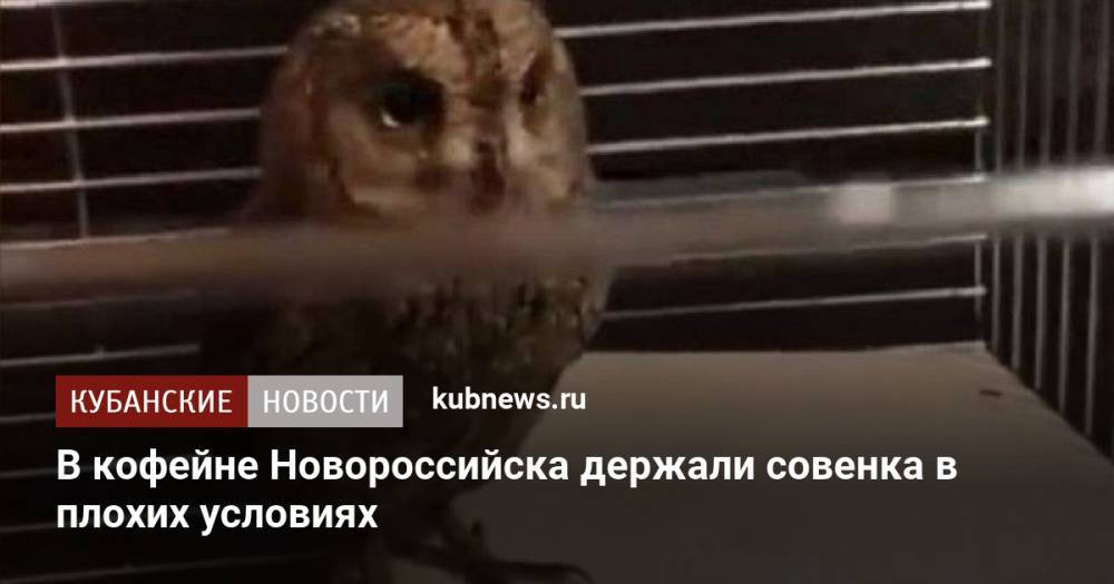 В кофейне Новороссийска держали совенка в плохих условиях