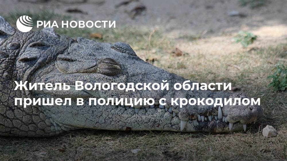 Житель Вологодской области пришел в полицию с крокодилом