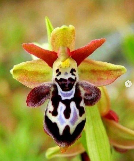 Мир глазами природы: пользователей Сети покорили фотографии необычных орхидей (ФОТО)