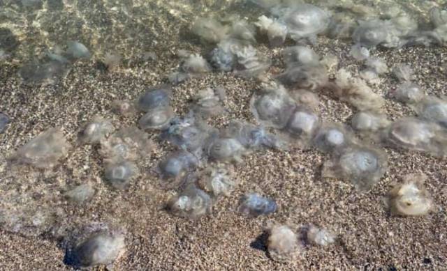Берег Азовского моря даже в начале ноября усеян медузами: впечатляющие кадры (ФОТО)