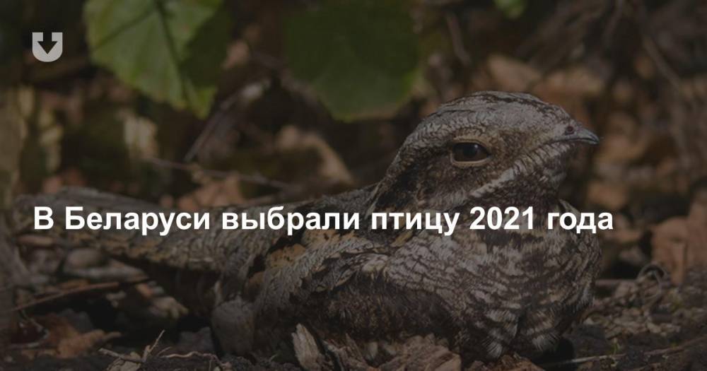 В Беларуси выбрали птицу 2021 года