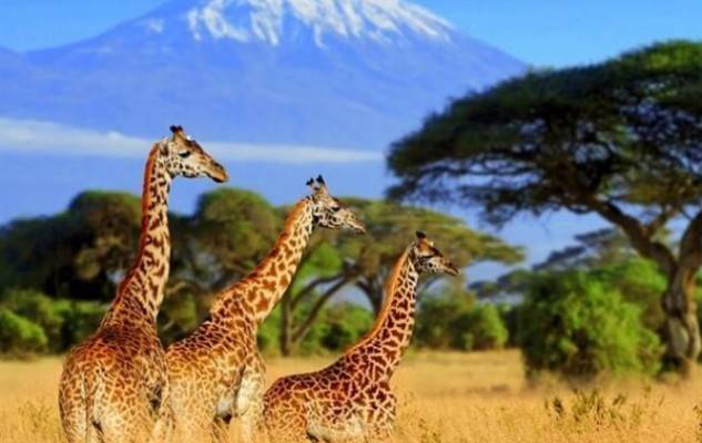 ТЕСТ: Танзания – что вы знаете об этой экзотической стране?