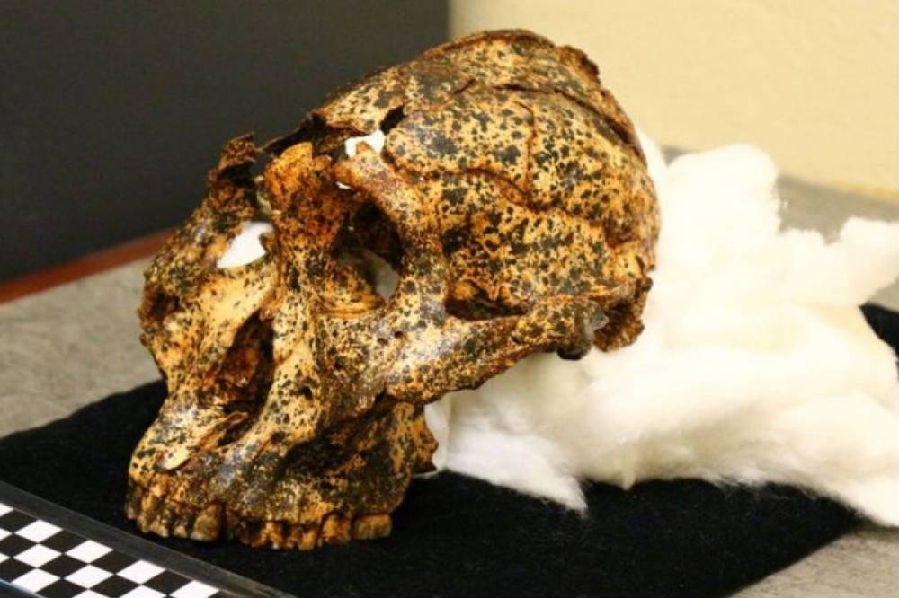 В Южной Африке нашли череп "кузена" человека, которому два миллиона лет