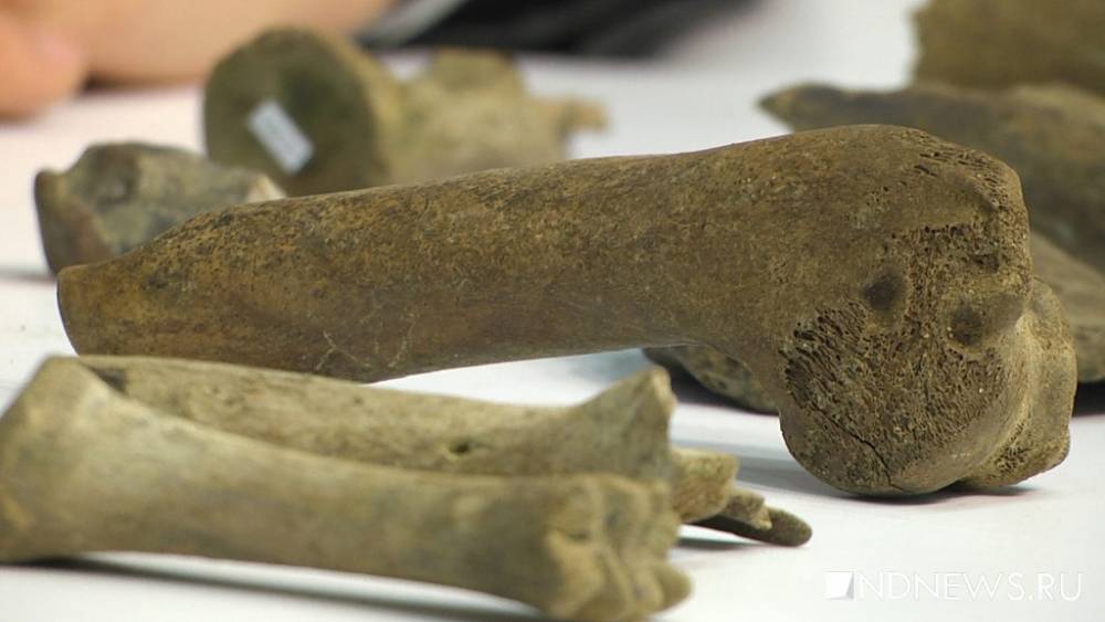 В Австрии обнаружили останки близнецов возрастом 30 тысяч лет