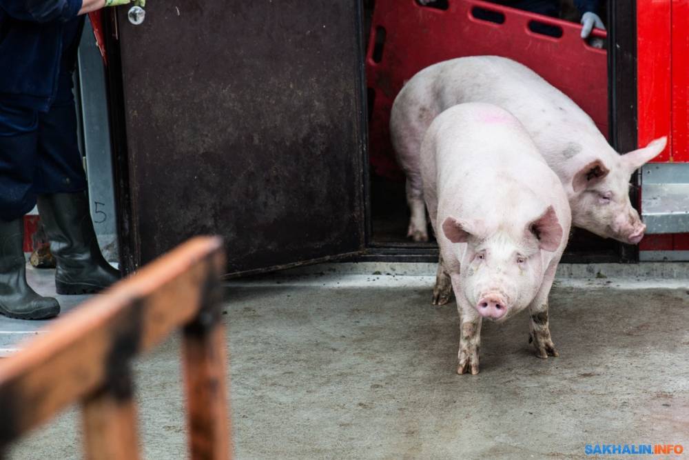 "Мерси Агро Сахалин" решило разобраться с состоянием домиков для свиней