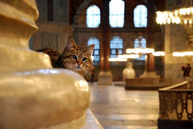 В Стамбуле умерла знаменитая кошка-хранительница храма Айя-София