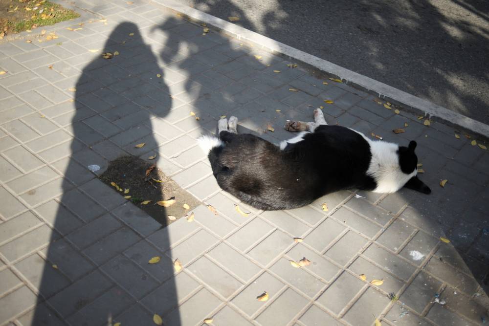 Во сколько астраханцам обходится жизнь бездомной собаки