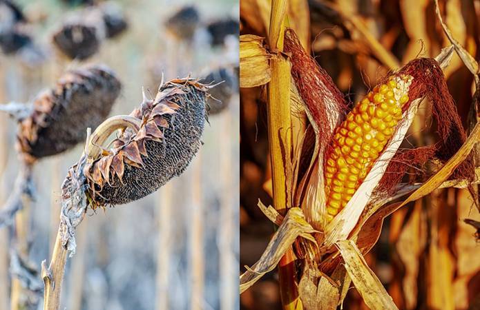 USDA снизило прогнозы для Украины по кукурузе и подсолнечнику
