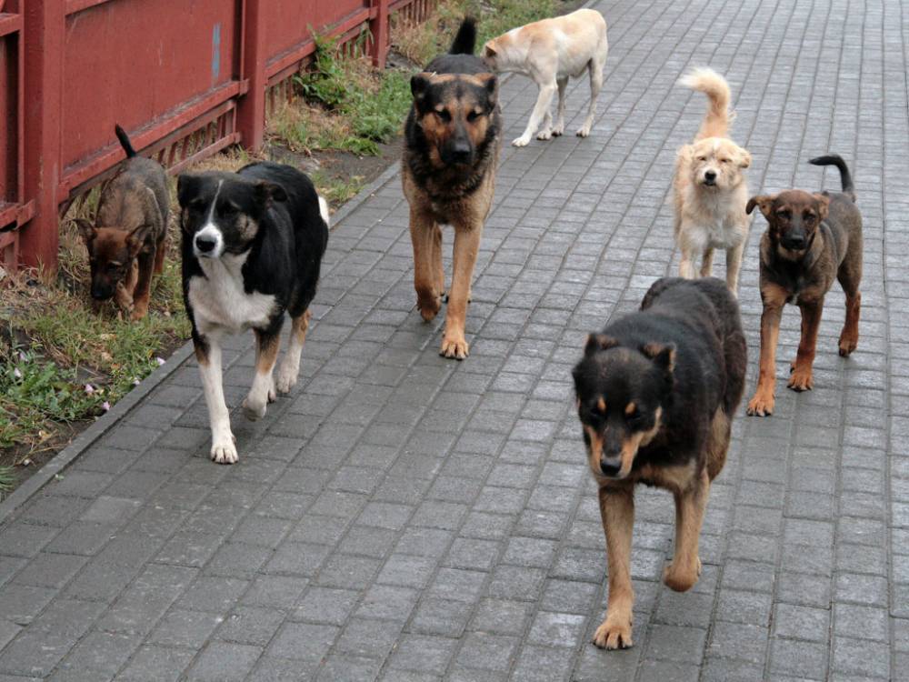 В городской думе Астрахани обсудили проблему безнадзорных собак