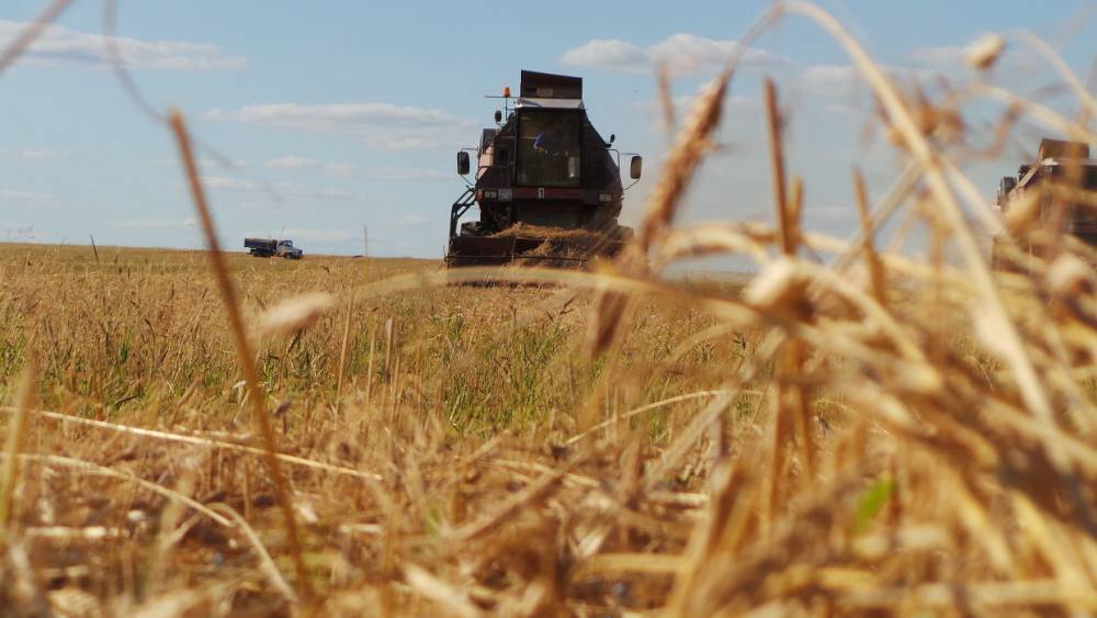 Пшеница в России перестала дорожать впервые с конца августа