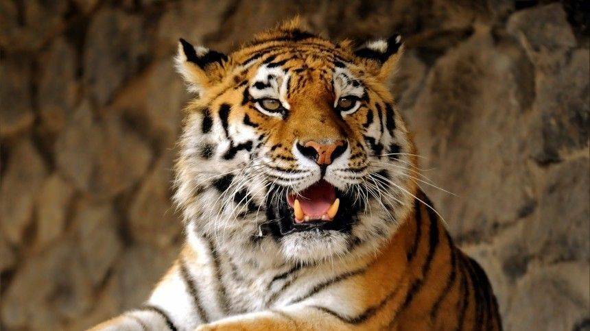 Редкие кадры: Амурский тигр грозно рычит на камеру