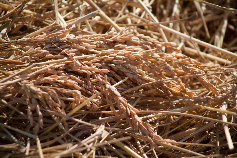 Дагестанский мясокомбинат собрал первый урожай риса