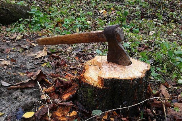 Житель Хабкрая уничтожил более 300 деревьев, чтобы сделать себе проезд