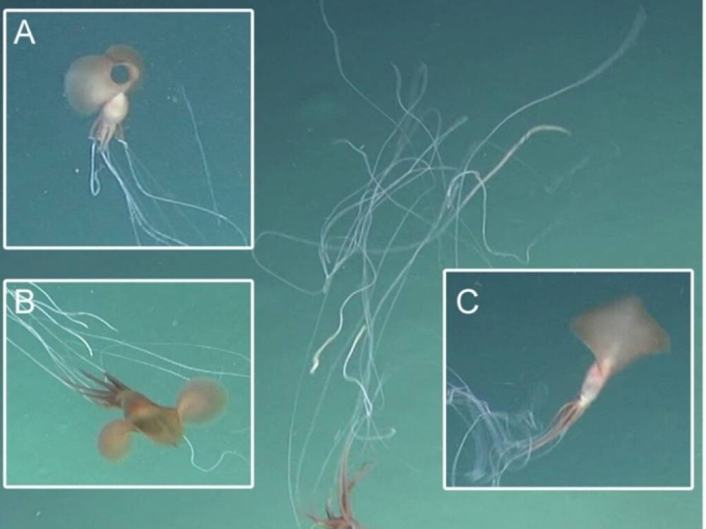 Настоящие чудища: у берегов Австралии ученые обнаружили редкий вид кальмаров