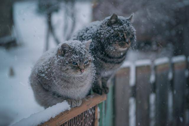 В воскресенье жителей Смоленской области ожидают мокрый снег и гололедица