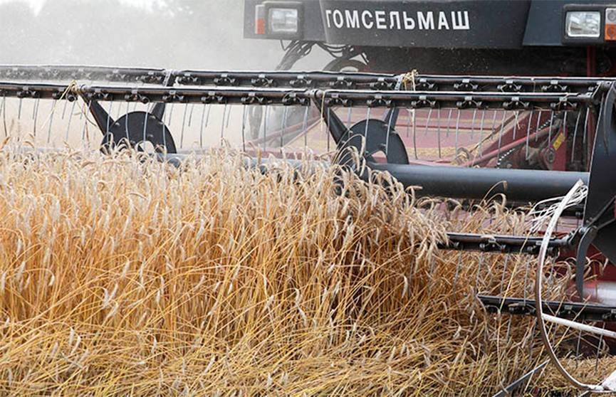 Белорусские аграрии подводят итоги сельскохозяйственного года: удалось получить высокий урожай зерновых и зернобобовых