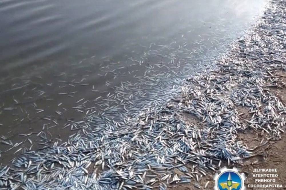 В Молочном лимане на Запорожье начала массово гибнуть рыба