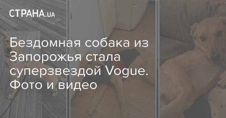 Бездомная собака из Запорожья стала суперзвездой Vogue. Фото и видео