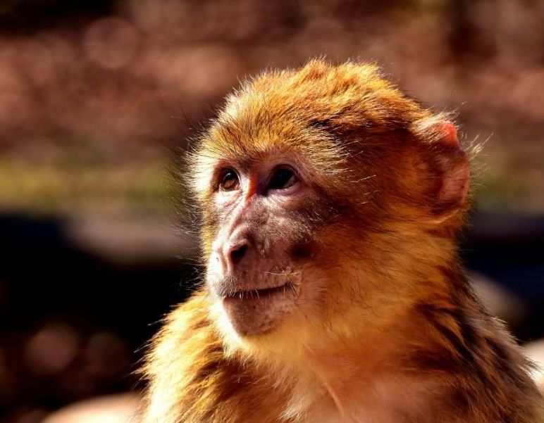 Ученые из Испании приступили к созданию гибрида человека-обезьяны в Китае
