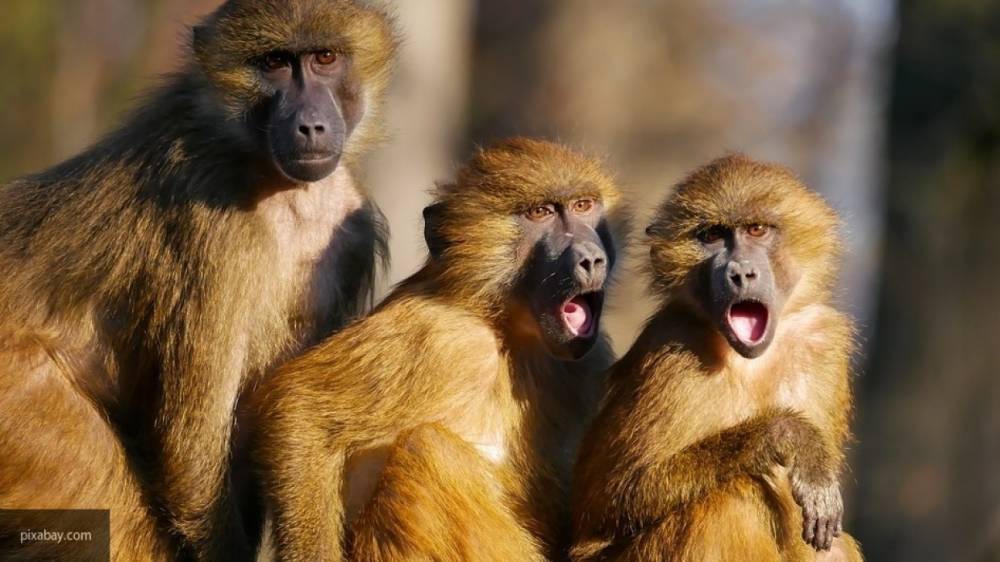 Ученые из Испании создадут в Китае гибрида человека и обезьяны