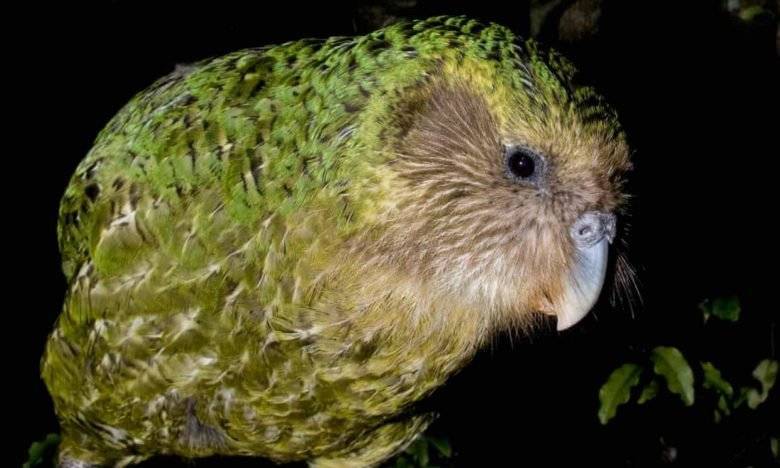 В Новой Зеландии птицей года стал попугай какапо, который умеет имитировать куст