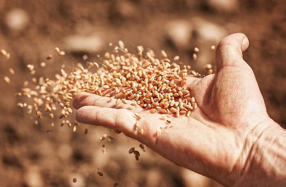 Семена в Тверской области проверили на ГМО