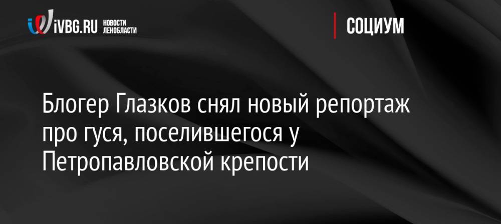 Блогер Глазков снял новый репортаж про гуся, поселившегося у Петропавловской крепости