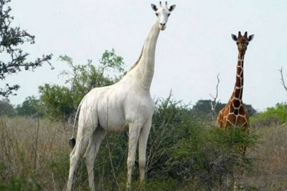 В Кении пытаются спасти от браконьеров единственного в мире белого жирафа, для этого применили даже GPS
