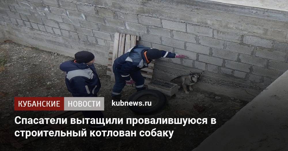 Спасатели вытащили провалившуюся в строительный котлован собаку