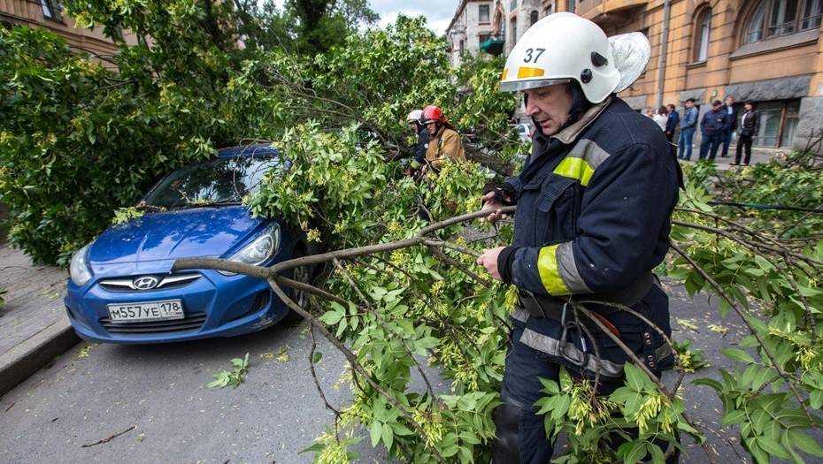 Ураган в Петербурге повалил за день больше десятка деревьев, светофоров и знаков