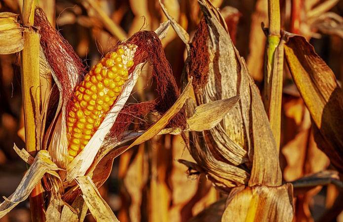 Две области Украины увеличили урожайность кукурузы, несмотря на сложные погодные условия