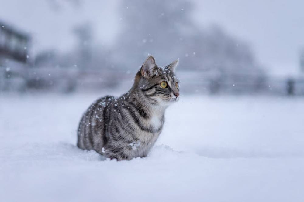 Снег и заморозки до -11: Прогноз погоды в Украине на сегодня