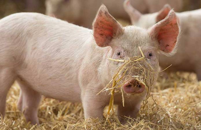 Эксперт: Поголовье свиней в Украине восстанавливается, но радоваться пока рано