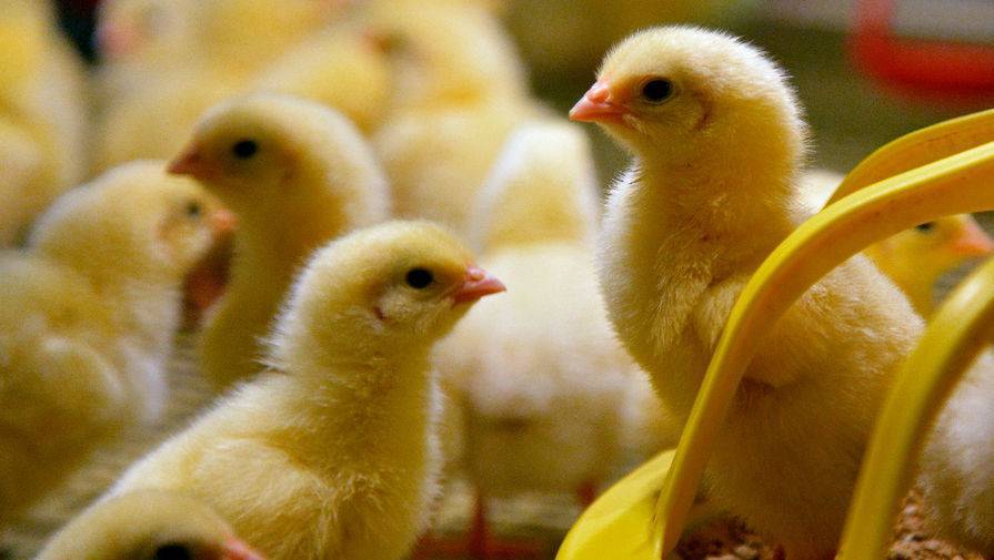 Очередной очаг заражения птичьим гриппом выявлен в Японии