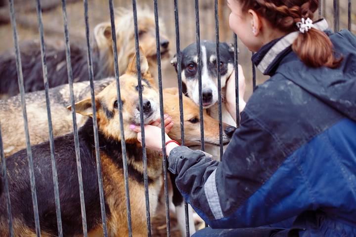 В Рыбинске открыли первый приют для бездомных животных