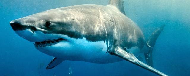 В результате нападения акулы у западного побережья Австралии погиб мужчина