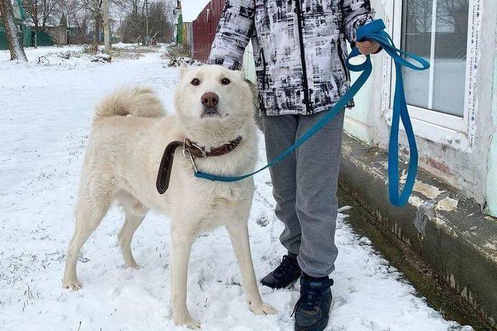 В Тверской области хозяин хотел застрелить пса, не желавшего охотиться