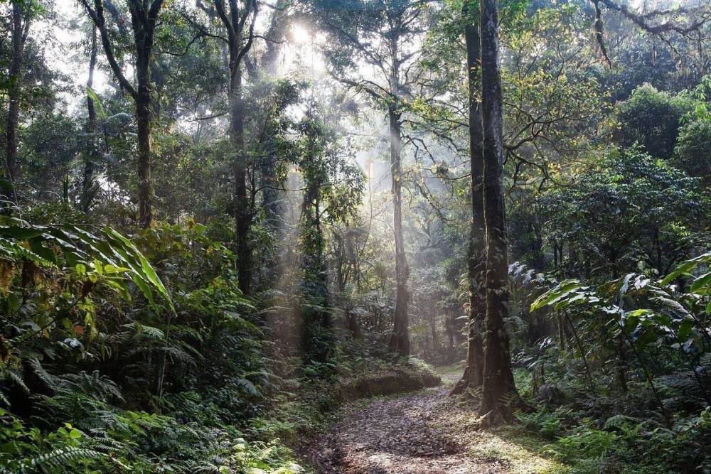 Названы наиболее эффективно поглощающие CO2 леса