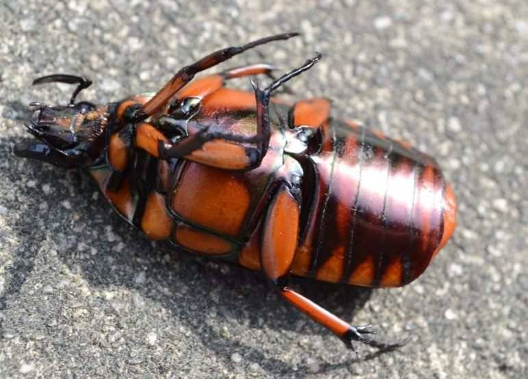 В Японии ученые превратили тараканов в киборгов