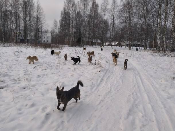 В Сосногорске отловили свыше ста бродячих собак