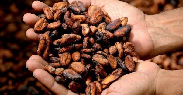 Цены на какао подскочили до 8-месячного максимума