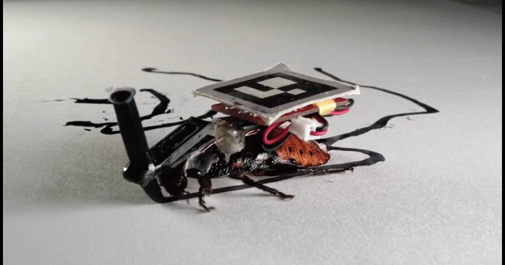 Японские ученые научили тараканов работать