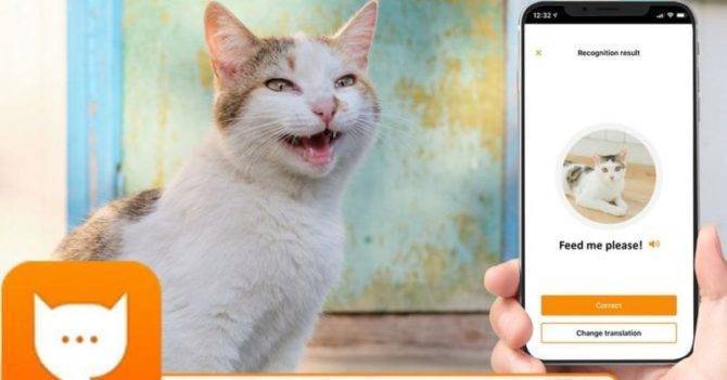 Инженер Amazon создал переводчик кошачьего языка