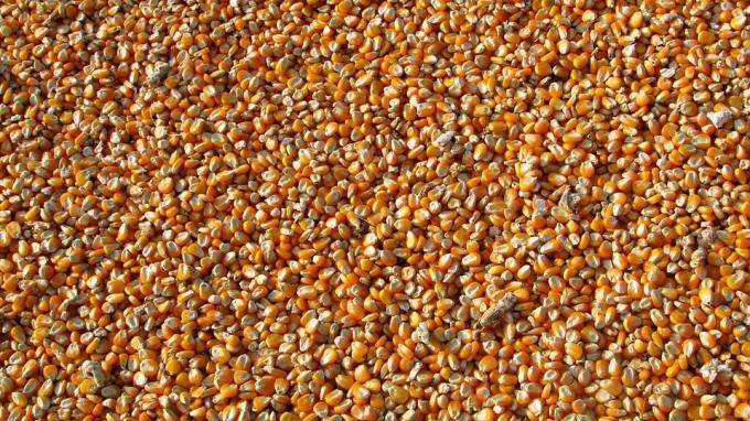В Большом порту Петербурга предотвратили ввоз 50 тонн зараженной кукурузы