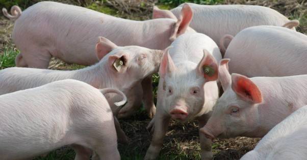 В начале 2021 года приусадебное свинопоголовье Украины рекордно сократится — прогноз