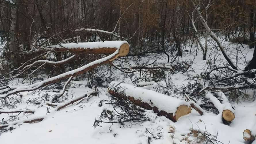 На Луганщине на местах пожаров орудуют «черные лесорубы»