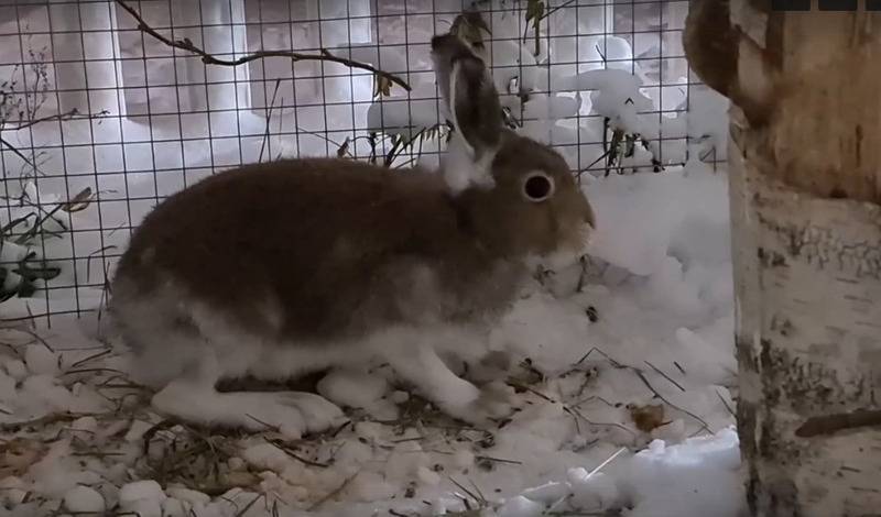 Как проводят суровую тюменскую зиму экзотические животные